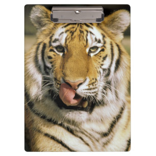 Carpeta De Pinza Zoológico de Tiger Michigan