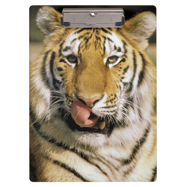 Carpeta De Pinza Zoológico de Tiger Michigan (Anverso)