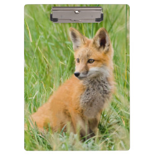 Carpeta De Pinza Zorrito rojo en la hierba cerca de la guarida