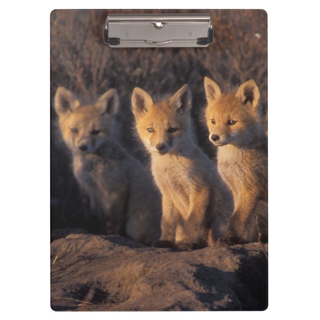 Carpeta De Pinza zorro rojo, Vulpes vulpes, crías (Anverso)