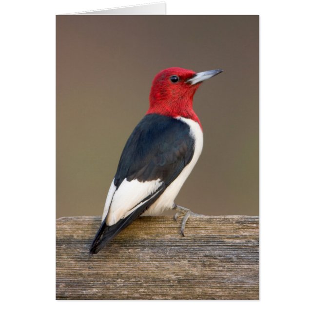 Carpintero de cabeza roja en cerca (Frente)