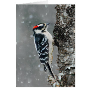 Carpintero lechoso en nieve - Fotografía original