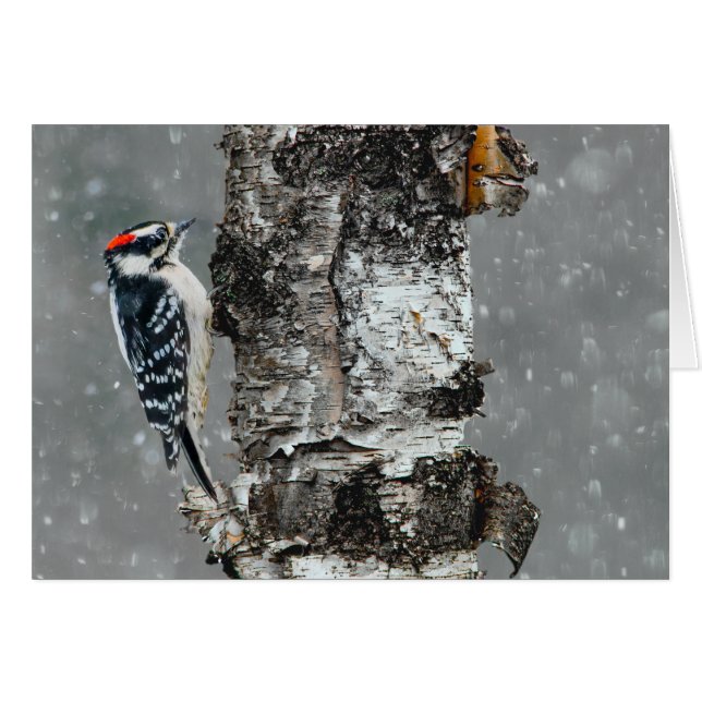 Carpintero lechoso en nieve - Fotografía original (Anverso (Horizontal))