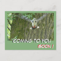 Carpintero volador que llega pronto a tu postal