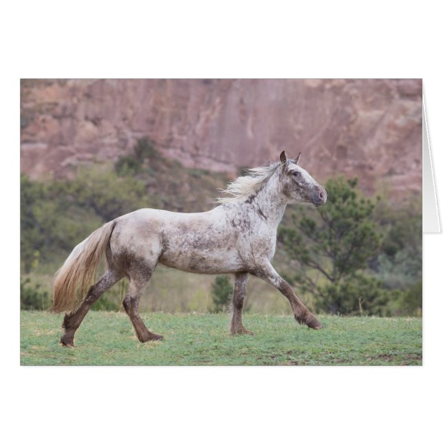 Carrera de Flurry: tarjeta de felicitación galopan (Anverso (Horizontal))