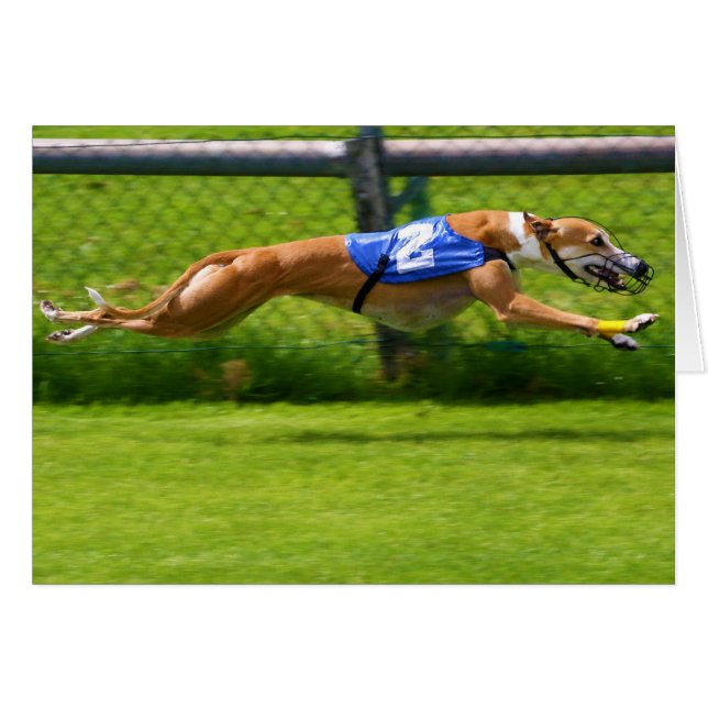 Carreras de Greyhound (Anverso (Horizontal))