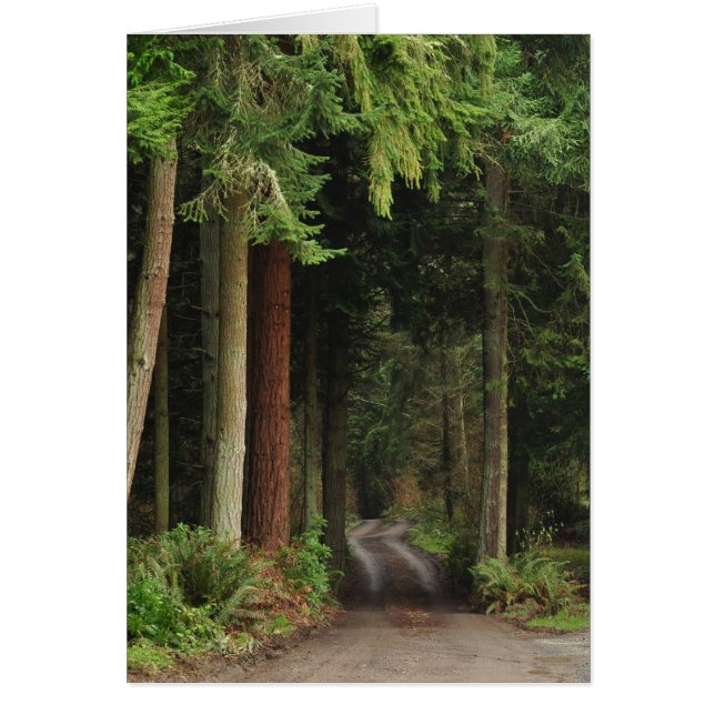 Carretera bordeada de flores (Frente)