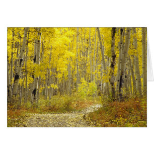 Carretera con colores de otoño y álamos en Kebler