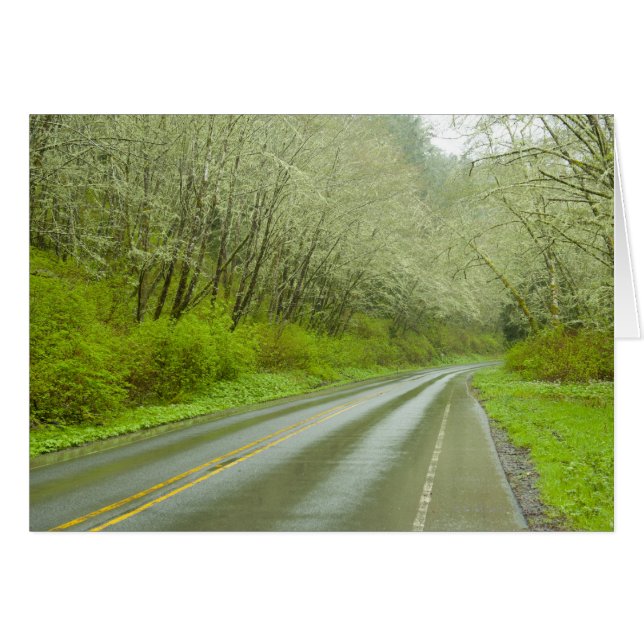 Carretera remota a través del bosque (Anverso (Horizontal))