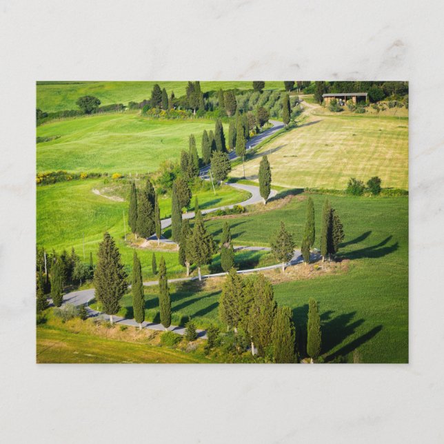 Carretera serpenteante en ciprés en postal toscana (Anverso)