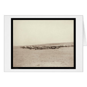 Carros de la fuente y mulas SD 1887 del paquete