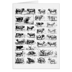 Carta bovina
