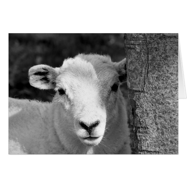 CARTA DE CUADRADO (Anverso (Horizontal))