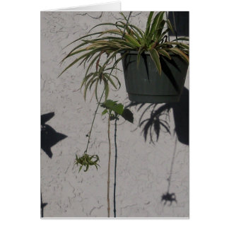 carta de plantas y sombras matutinas