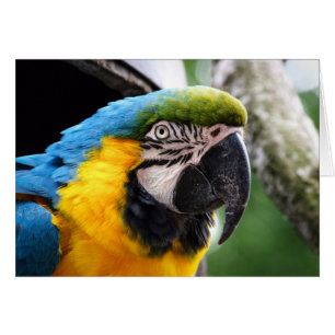 Carta de vida silvestre con un macaw, en blanco de