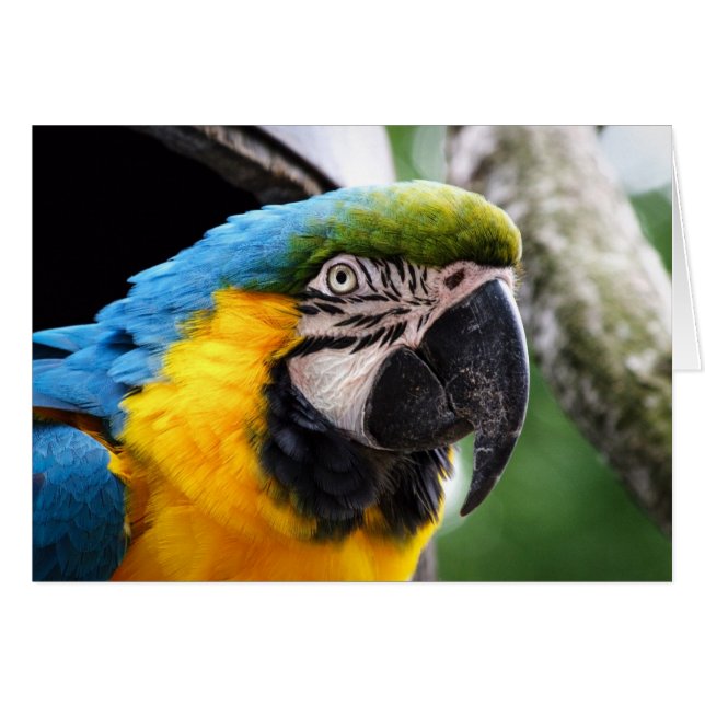 Carta de vida silvestre con un macaw, en blanco de (Anverso (Horizontal))