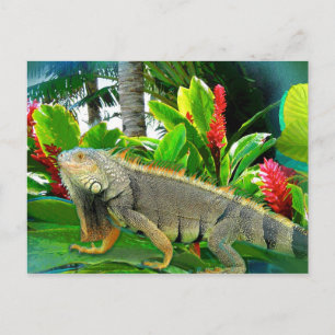 CARTA POSTAL DE Iguana de Florida