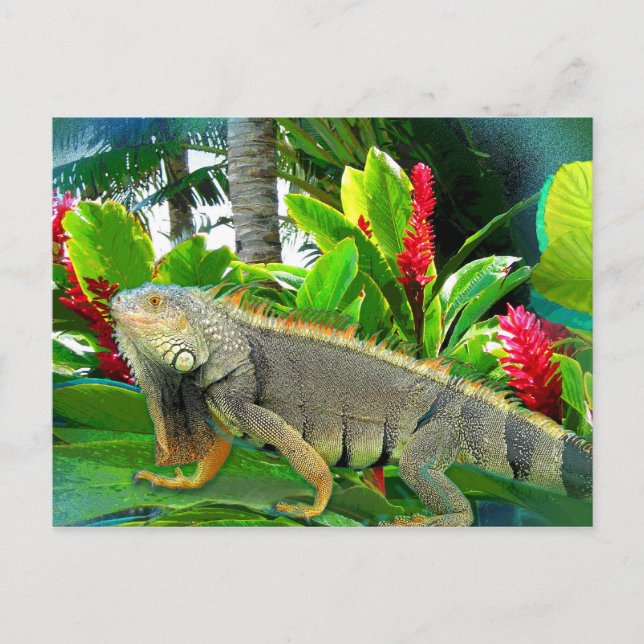 CARTA POSTAL DE Iguana de Florida (Anverso)