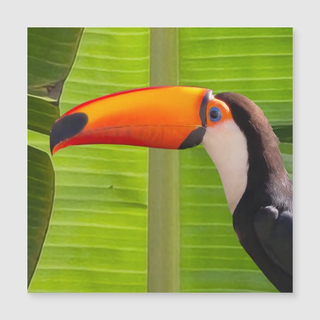 Cartão maagnético com design Tucano (Anverso)