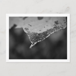 Cartão Postal - Folha teia (Nº 1)