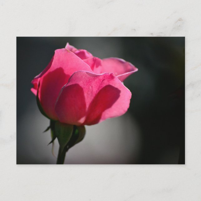 Cartão Postal - Rosa (Casa das Rosas)|Nº5 (Anverso)