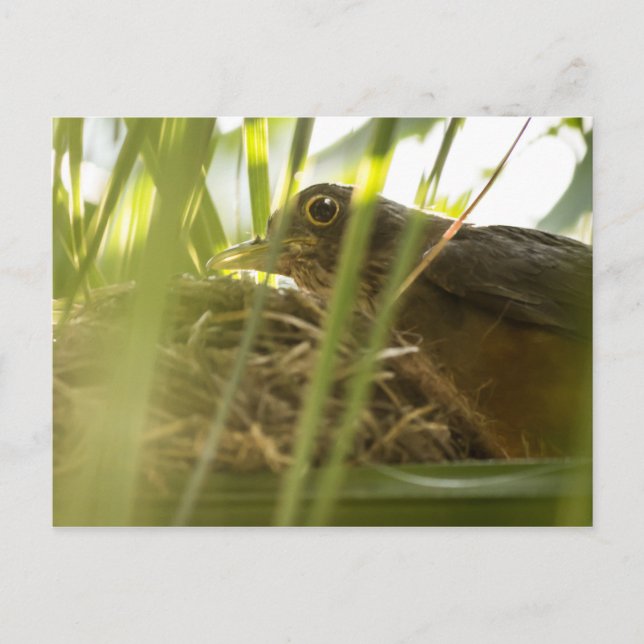 Cartão Postal - Sabiá-Laranjeira | Nº11 (Anverso)