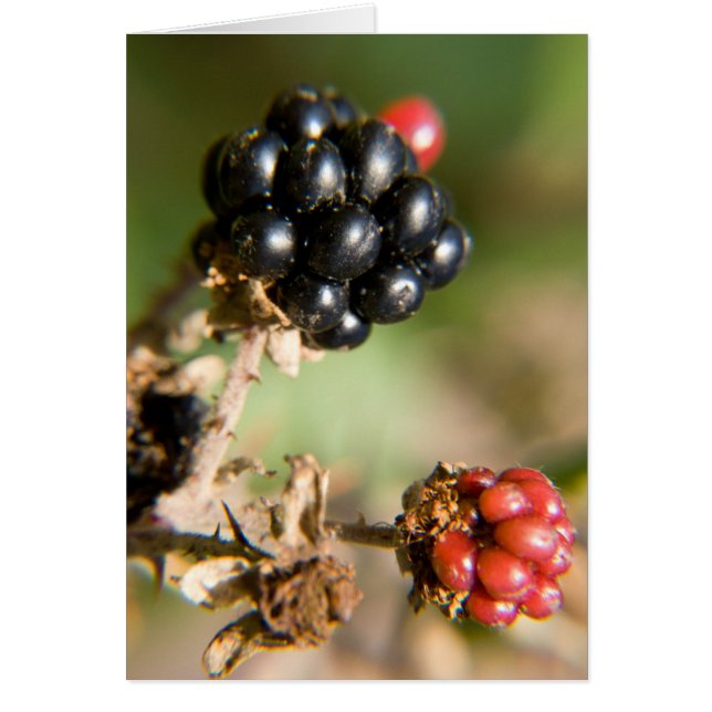 Cartas de Autumn Berries Post (Frente)