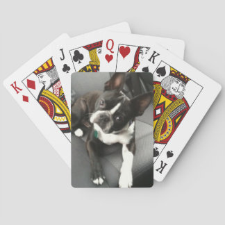 Cartas de Buda de Boston Terrier