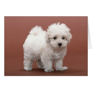 Cartas de cachorro de Bichon Frise, rehenes, regal