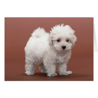 Cartas de cachorro de Bichon Frise, rehenes, regal
