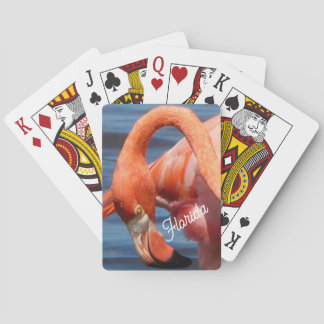 Cartas de Flamingo de Florida