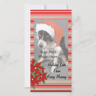 ¡Cartas de fotos de Navidad de sus mascotas!