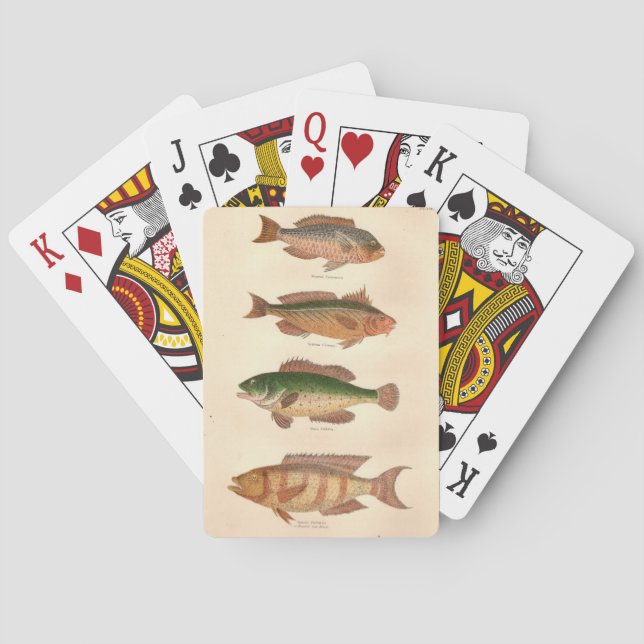 Cartas de FourFish (Reverso)