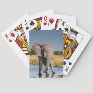 Cartas de juego con imagen delantera del elefante