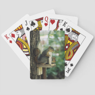 Cartas de Juego de Ardilla