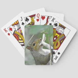 Cartas de juego de ardillas
