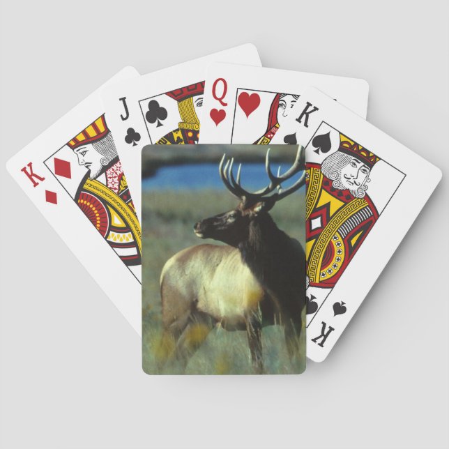 Cartas de juego de bicicletas Elk (Reverso)