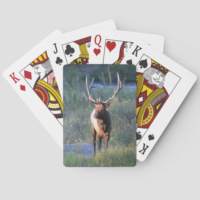 Cartas de juego de bicicletas Elk (Reverso)