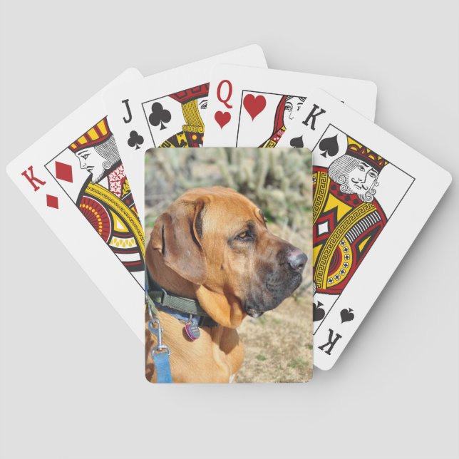Cartas de juego de castiff brasileñas (Reverso)