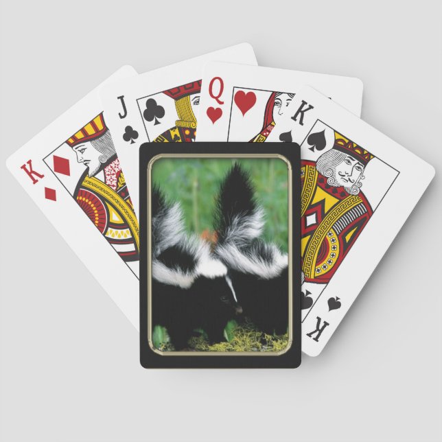 Cartas de juego de fotos de Skunks (Reverso)
