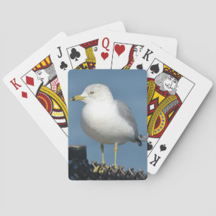 Cartas de juego de gaviota