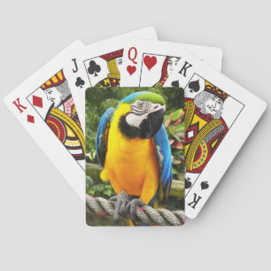 Cartas de juego de loro de macao exótico