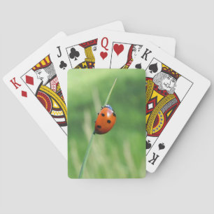 Cartas de juego de mariquita en una hoja de hierba