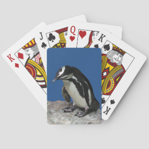Cartas de juego de pingüinos africanos