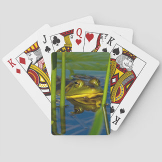 Cartas de juego de rana toro