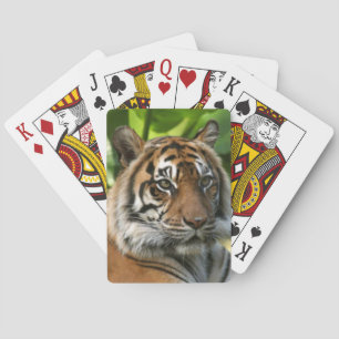 Cartas de juego de tigres