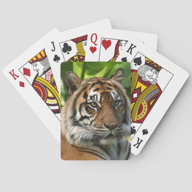 Cartas de juego de tigres (Reverso)