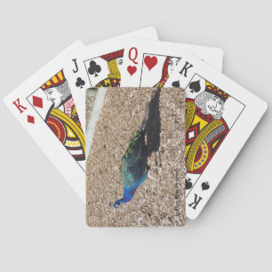 Cartas de juego del pavo real azul indio