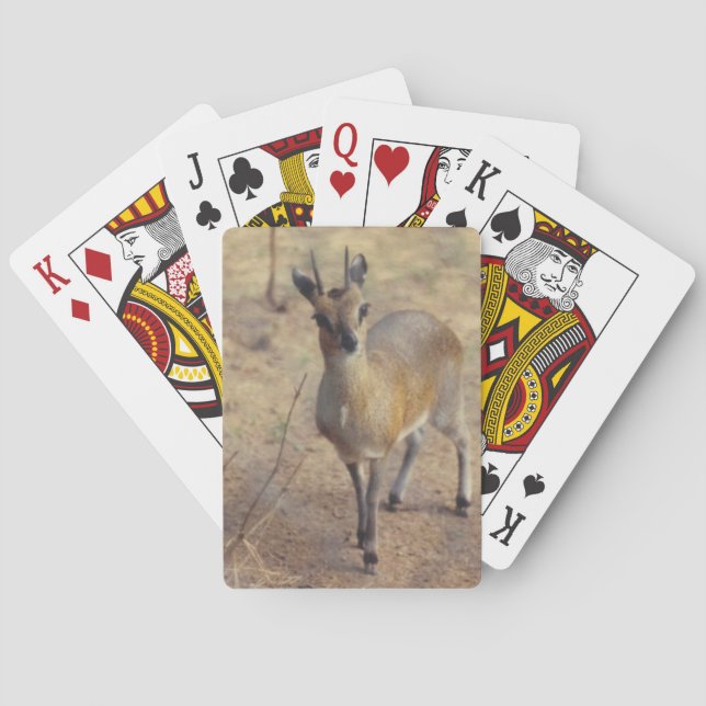 Cartas de juego en el zoológico (Reverso)
