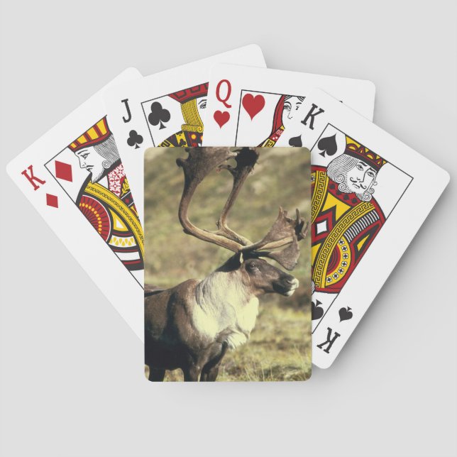 Cartas de juego para bicicletas Caribou (Reverso)